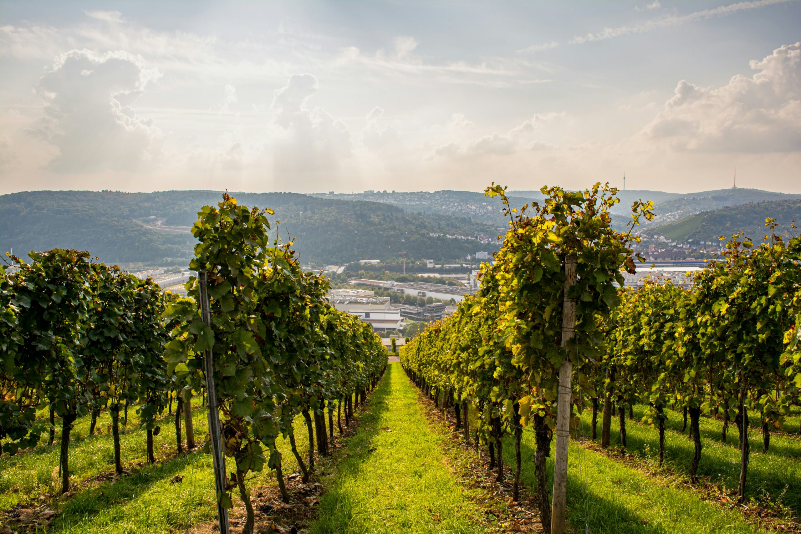 Esslinger Weinberge